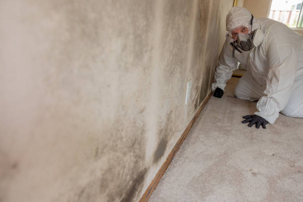 Best Water Damage & Mold Remediation  in Ocean Pines, MD